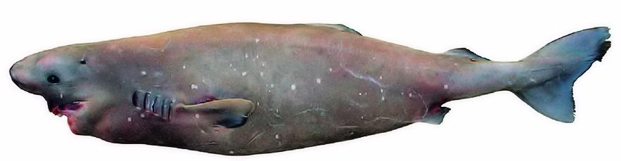 Somniosus microcephalus_06.jpg